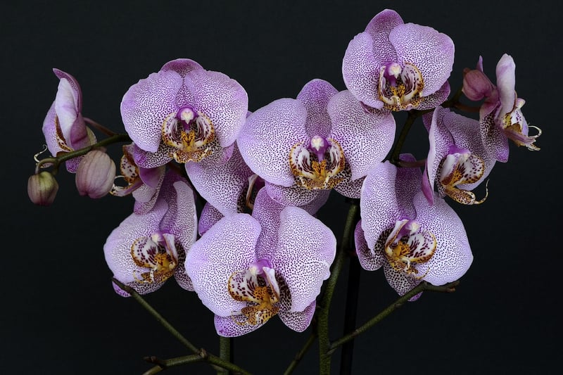 Exotic Flowers