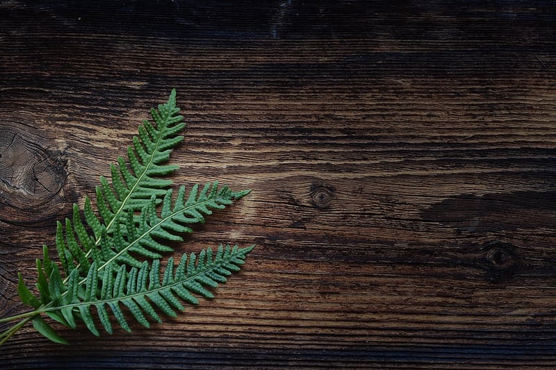 Fern