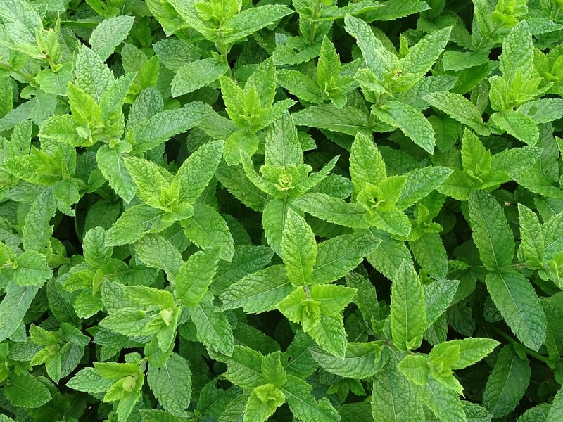 Mint Leaves
