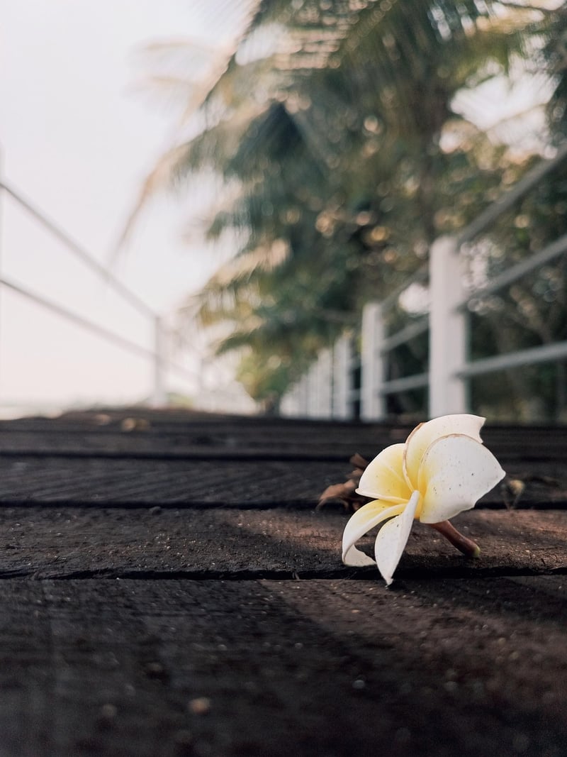 Plumeria