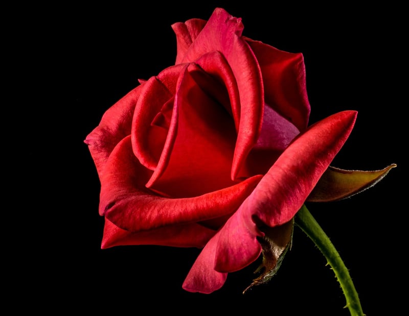 Rose Petals